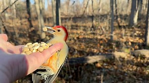 63K views · 3.1K reactions | Black-capped Chickadees, Tufted Titmice, a Red-bellied Woodpecker, a Downy Woodpecker, and a White-breasted Nuthatch visit the Hand of Snacks. The Downy Woodpecker (the last bird in the video) grabs a peanut and a suet nugget at the same time, an impressive feat! | Jocelyn Anderson Photography | Facebook