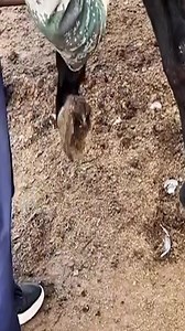 #animal #donkey #nature #horse #donkeysofinstagram #hooftrimming | Rothna Chhay