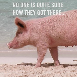 Yes, this a thing you can do! | Travel Leisure