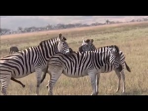 Horse Mating compilation 2020 - Zebra breeding - Animals mating