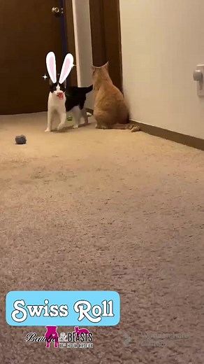 Beauties and Beasts, Inc. on Reels