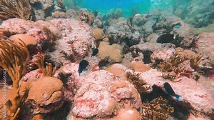 Paracanthurus blue tang fish swimming underwater in healthy coral reef and rock