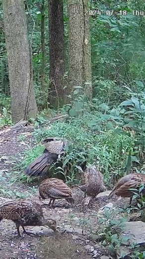 5.6K views · 608 reactions | Wild turkey hen feeding with her poults #turkey #wildlife #feeding | PixCams | Facebook