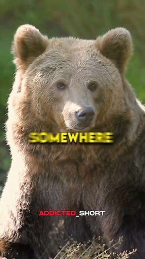 Smart Magpie & Crazy Grizzly Bear! 🐻 w Neil deGrasse Tyson & Rogan #facebook #instagram #youtube #twitter #tiktok #love #instagood #follow #like #socialmedia | Addicted shorts