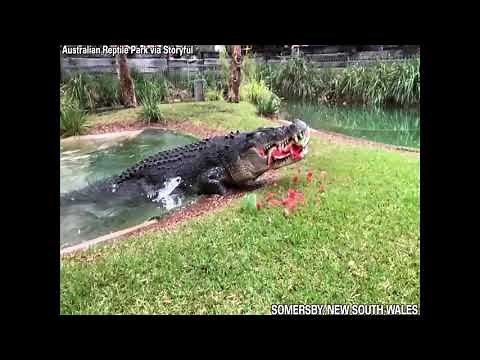 'Cranky' crocodile eats watermelon in one powerful bite