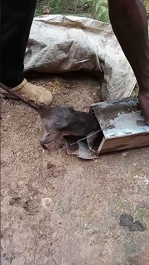 DIY mole trap