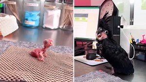 An Adorable Timelapse Showing a Baby Palm Cockatoo Growing Into a Beautiful Adult
