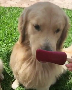 Ice cream time 😍🤤🍦 | Beautiful Earth