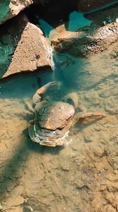 Crab Molting Process 😳😱 #crab #viral #reels #trending #income #business #process | Farming Town