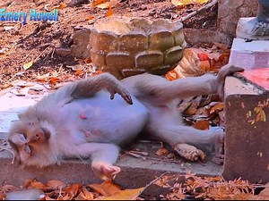 The actions of mommy monkey pre-giving birth, Looks she uncomfortable, looks she uncomfortable before giving birth. | Emery Monkey | Facebook