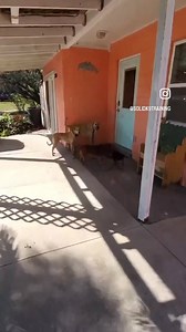 5.8K views · 70 reactions | Who’s implementing their duration work while they pick up  Most efficient way of cleaning up poop… prove us wrong!  One of the many reasons why building duration into your commands is so important. Never know when you’ll need it! | Solid K9 Training | Facebook