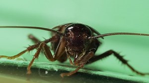 Large Cockroach Moving Antennae Antenna Palps Stock Footage Video (100% Royalty-free) 1025495873 | Shutterstock