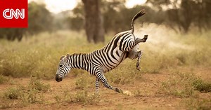 صورة طريفة لحمار وحشي