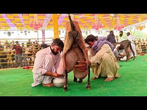 Highest Milking Goats Milk Compitition In University of Agriculture Faisalabad