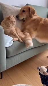Golden Retriever Carries Cat to the Couch While Chihuahua Won’t Stop Barking 😂🐶🐱 | Wali Newaz Khan College Online -1982