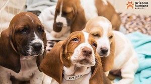 🧡 Double your gift to save more lives, like those of 12 Basset Hounds rescued in March. You are going to love this pupdate! 🧡 When a Good Samaritan saw a beautiful Basset Hound wandering in an apartment complex with her mouth zip-tied shut, they called the police. However, when police arrived, they were shocked to discover another adult dog and 10 puppies in the suspect's apartment. All were treated in our trauma hospital and adopted to loving homes in April! An amazing longtime volunteer and 