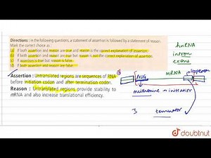 Assertion : Untranslated regions are sequences of RNA before initiation codon and after