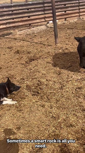 7.7K views · 70 reactions | Taking an injured bull to the sale barn #cowdogs#walkincowboy #cowboys#headdog | Kade Shaw | Facebook