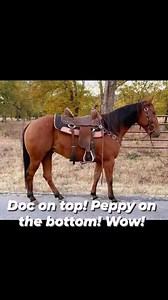 Selling Tonight At Tulsa Horse Sale. WOW! LOOK at his Heritage!! #ranchhorseversatility #ropinghorse #cowhorses #horsebackriding #ropehorse #ranchhorse #ranch #RidingInStyle #horsesofinstagram | Tulsa Horse Sales