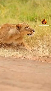 1K views | Chiken Everyday on Reels | Facebook