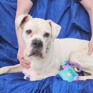 4.1K views · 117 reactions | Meet Elsa! More info and applications can be found at joyfulrescues.org! | Joyful Rescues | Facebook