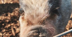 🐽❤️ • • • • #pig #nosuchthingasateacuppig #stopbreedingpigs #savethepigs #pigrescue #spay #neuter #spayandnueter #stopbreeding #loveallanimals #notfood #spayandnueteryourpigs #rescue #pignation #pigfarm #farmanimal #farmanimalrescue #loveapig #adopt #adoptapig #501c3 #oinkingacresfarm #happypigs #potbelly #potbellypig #notmicro #piglife #rescuelife #bekind | Oinking Acres Farm Rescue & Sanctuary