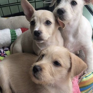 1K views · 50 reactions | Here we have 3 #Maltese and #pitbull #puppies, 11 weeks old, two females and a male..and also a #boxer pup 11 weeks named Cuba. All are available for adoption at Shelter Hope in Thousand Oaks #shelterhopepetshop #rescuepups | Shelter Hope Pet Shop | Facebook