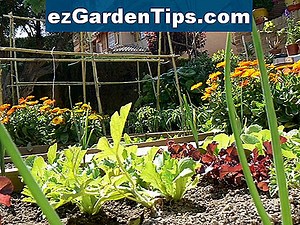 Cómo cultivar palmeras de semillas 🌱 Tips Jardineros - Es.ezGardenTips.com