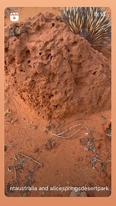 Alice Springs Desert Park on Reels