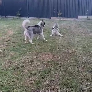 20 reactions | MANIX IS IN THE HOUSE! He'll be crashing for a couple of nights at Mallow & Nala's, but this is only temporary. We need to secure a longer term option this weekend. Please share! Please help! As the song says, one second in his company and you're in love. Huge thanks to Rae for bringing him down, and to Phil for accepting delivery of this precious cargo earlier today. | Arctic Breed Rescue | Facebook