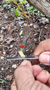 Grafting one span of grapes | Saepul Rahman