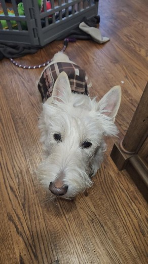 Mom makes breakfast 😋. . . . #scottie #ScottiePippen #scottiedog #scotties #scottiesofinstagram #scottielove #scottiegram #scottienation #scottieobsessed #scottieclub #scottiesandwesties #ScottieScouts #ScottieSquad #scottieterrier #scottiepuppy #scottiemoments #scottiesofig #scottiemarsh #scottiebaby #scottiedogs #scottiedogshirt #scottiegang | Magic and Licorice Scotties
