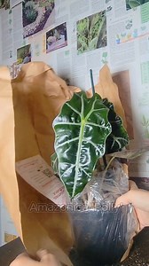 5.4K views · 27 reactions | Now that's how you ship a plant!  We can't get enough of unboxing videos that reveal just how exciting it is to get plant mail! #PlantUnboxing | Element Plants | Facebook