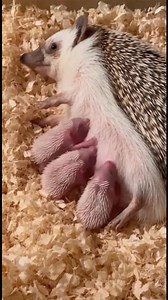 Hoglets having a snack. Watch the little feet kick. Can you count the babies? #hedgehog | The Daily Hedgehog Show