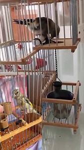 164K views · 1.9K reactions | Taming the goldfinch  #goldfinch #Taming_goldfinch #hunting #Bird_training #nature #jilguero #chardonnermajor #carduelis #freedom #pertator #birds #cage #breeding #Morocco #Algeria | Wild Bird Beauty | Facebook