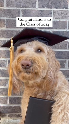 congrats!! Maggie just graduated with her dog-torate 🎓🐶 @magnoliagoldendoodle #fivebelowfinds #graduation #graduationparty #classof2024 | Five Below