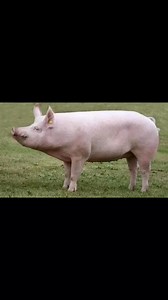 3.9K views · 19 reactions | PIG BREEDS LARGE WHITE PIG �Large...