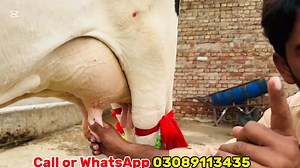 Australian Friesian Cows For Sale In Pakistan | Top Breed Cows | Cow Fresh Rates | New Cow video 2025 | Imported Cow #cowforsale #cows #newvideo #hfcow #hfcowfarm #dairyfarming #dairyfarm | Jhang Janwar Mandi