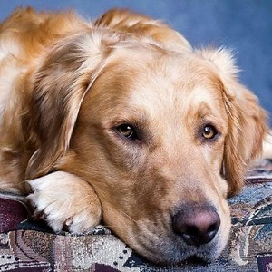 Symptoms of Poisoning in Dogs: How to act? and more ▷➡️ Postposmo