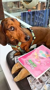 ELICHKA DREAMED OF CHAPITOSKIN'S NOTEBOOK💖 #KidsFun #FamilyTime #KidsActivities #CreativeKids #PlayfulMoments #EducationalFun #FamilyFun #KidsCrafts #HappyKids #LearningThroughPlay | Funfammedia