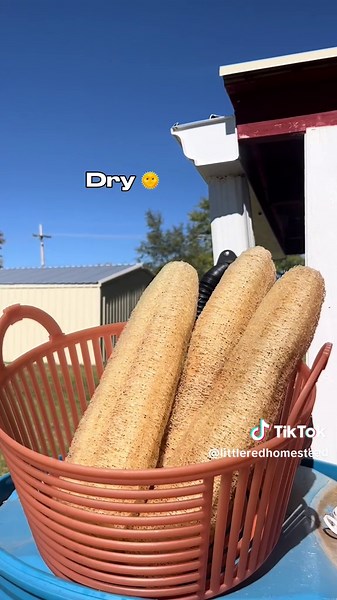 littleredhomestead on TikTok