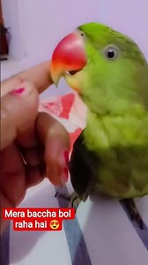 miku my sweetheart 😘 #birds #funny #cute #parrot #ytshorts #talkingparot #yt #miku