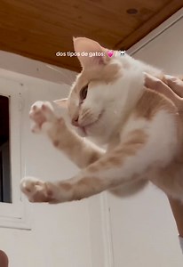 Gatos cariñosos: dos tipos de gatos que muestran amor