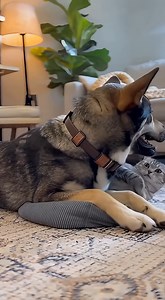 109K views · 833 reactions | Pawfect Chaos on Reels | Facebook