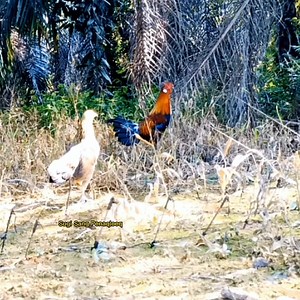 981K views · 10K reactions | Pikat betina ku nyaris ternoda  | Sugi Sang Penaqloeq | Facebook