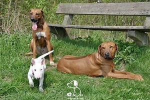 🐾 🐶 Sans nos petits copains les chiens, la vie ne serait vraiment pas bien 🐾 🐶 ➡️ http://bit.ly/2juPUcZ ✨ Qu’en pensez-vous ? #chiendamour #chiens #unbonheurdechien #chienstagram #dogs #dogsofinstagram #chien #dog_of_world #instagood #love #cute | Un Bonheur de Chien