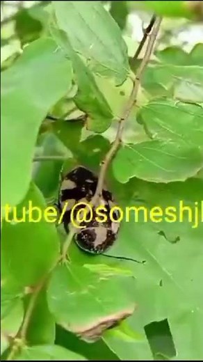 Therea COCKROACH domino ORANGE cockroach