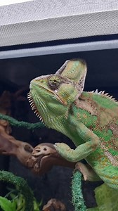 Quick snack for our big boi 🤩 . . #chameleon #chameleons #veiledchameleon #reptilesforsale #reptilekeeper #reptilesuk #animalphotography #animallovers #naturelover #wildanimals #wildlifephotographer #natgeo #manchesternq #Manchester #northernquarter #coolpets | Urban Jungle MCR