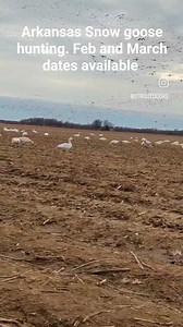 Dates available hunting and lodging. Northeast Arkansas. *Free permit to hunt *No limit *Electronic Calls *Unplugged guns Been decoying them since 2002 | STR Outfitters LLC