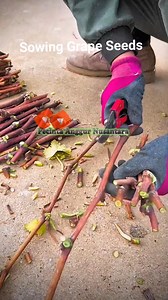 351K views · 3.4K reactions | Cara membuat bibit anggur #grapeseedling #fyp #trending | Saepul Rahman | Facebook